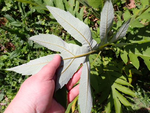 Bocconia arborea, photograph 3