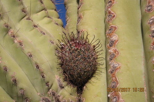 Graham's fishhook cactus (Cochemiea grahamii)