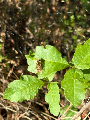 Unknown species found near Old Pinnacles Trail, Paicines, CA, US