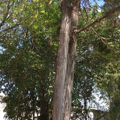 Lysiloma divaricatum