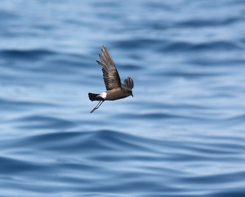 Wilson s Storm petrel Oc anite De Wilson Oiseaux Du Qu bec 
