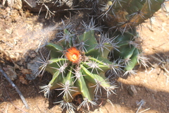 Ferocactus flavovirens