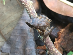 Craugastor lauraster