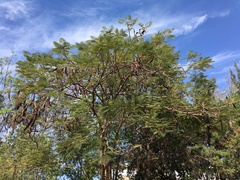 Lysiloma divaricatum