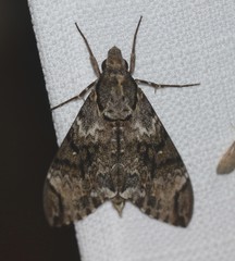Psilogramma menephron
