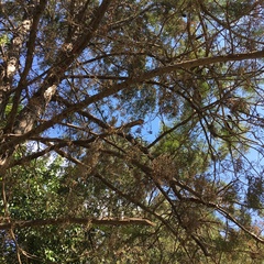 Lysiloma divaricatum