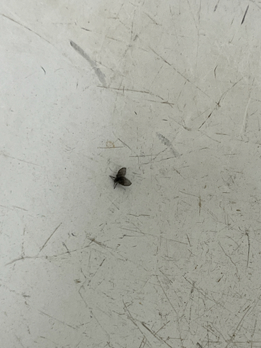 Unknown species found near N Owasso Expy, Owasso, OK, US