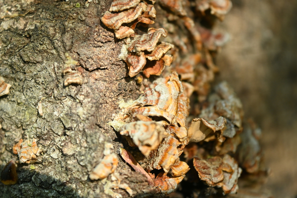Stereum complicatum · March 2026 · photo: © merkertgrace (iNaturalist, cc-by)