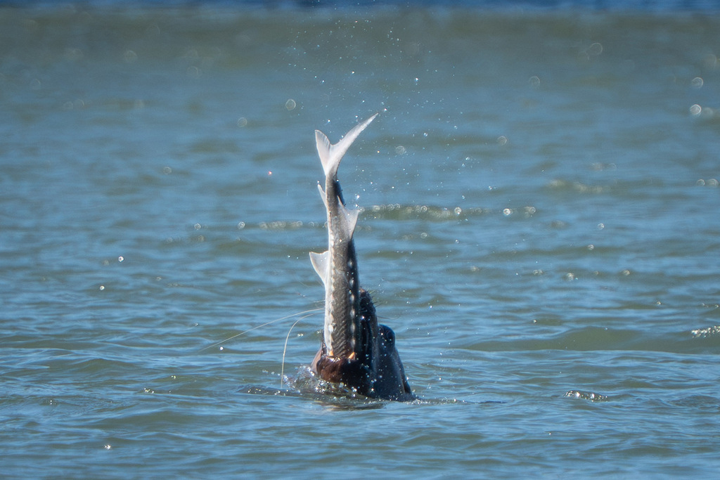 Columbia sturgeon (Acipenser transmontanus) — Acipenseridae