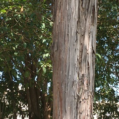 Lysiloma divaricatum