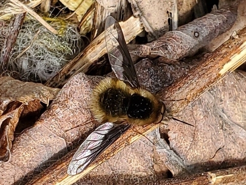 Unknown species found near Karns, TN 37921, USA