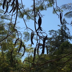 Lysiloma divaricatum