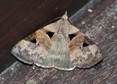 Avatha discolor