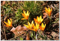 Crocus angustifolius