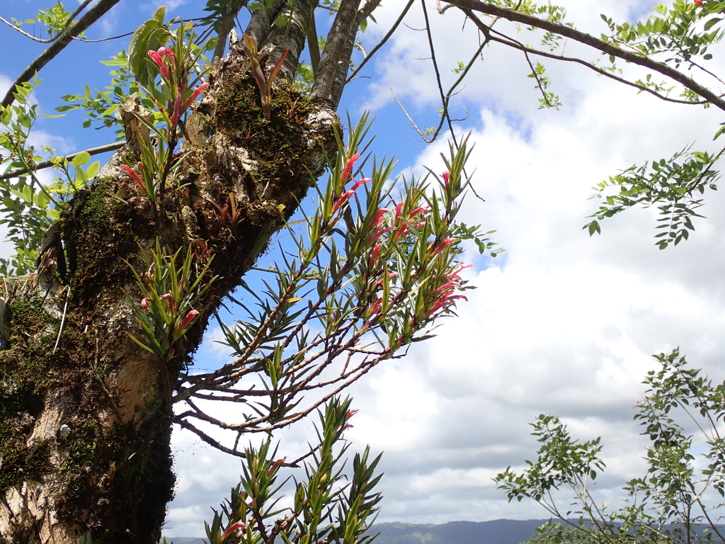 Columnea linearis; photograph (c) Lena Struwe, some rights reserved (CC BY-SA)