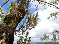 Columnea linearis