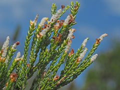 Passerina paleacea