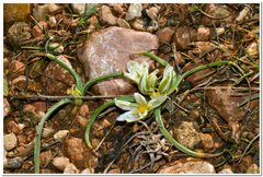 Ornithogalum fimbriatum