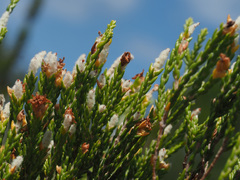 Passerina paleacea