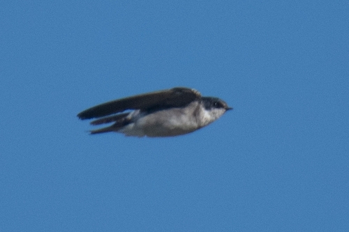 White-rumped Swallow (Tachycineta leucorrhoa), photo 3