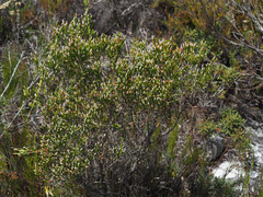 Passerina paleacea