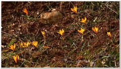 Crocus angustifolius