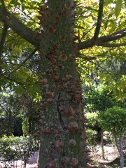 Ceiba pentandra