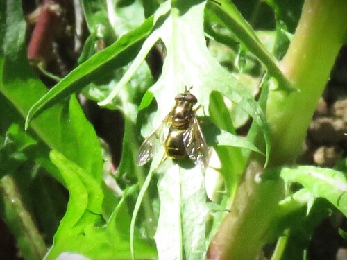 Unknown species found near Glendora Ridge Rd, Los Angeles County, CA, USA