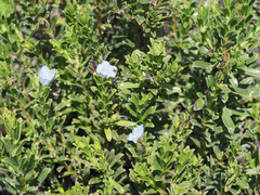 Lobostemon curvifolius