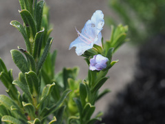 Lobostemon curvifolius