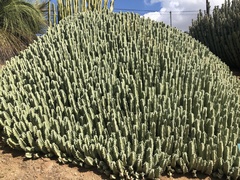 Euphorbia resinifera