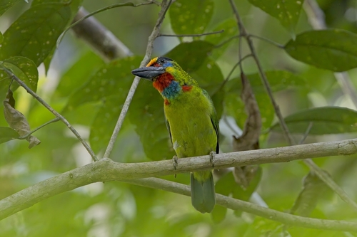 Red-throated Barbet