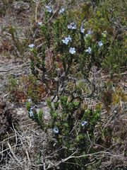 Lobostemon curvifolius
