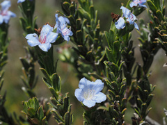 Lobostemon curvifolius