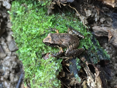 Craugastor lauraster