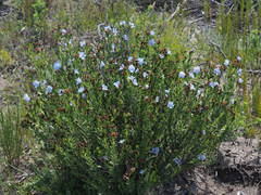 Lobostemon curvifolius