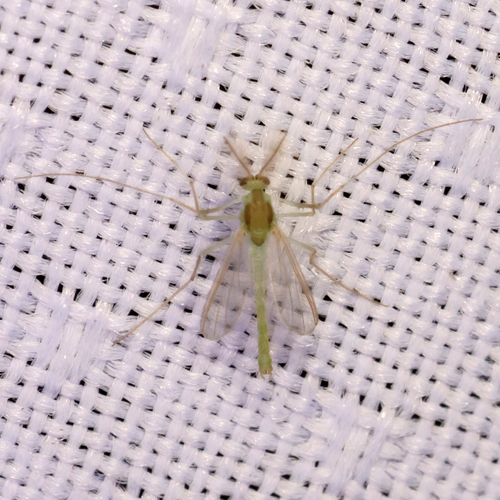 Unknown species found near Lubbock Lake Landmark, Lubbock, TX, USA