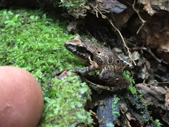 Craugastor lauraster