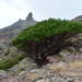 Juniperus phoenicea - Photo (c) gabohq, some rights reserved (CC BY-NC), uploaded by gabohq