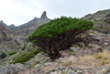 Juniperus phoenicea - Photo (c) gabohq, some rights reserved (CC BY-NC), uploaded by gabohq