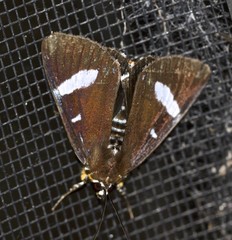 Argyrolepidia aequalis
