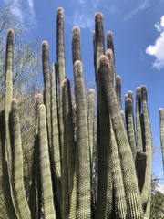 Cephalocereus scoparius