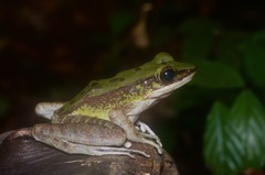 Odorrana hosii