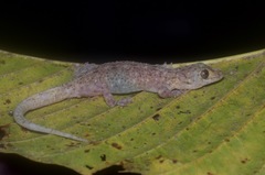 Gekko monarchus