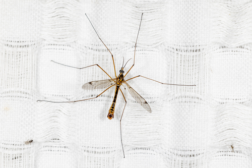 Unknown species found near Catheys Valley, CA, USA