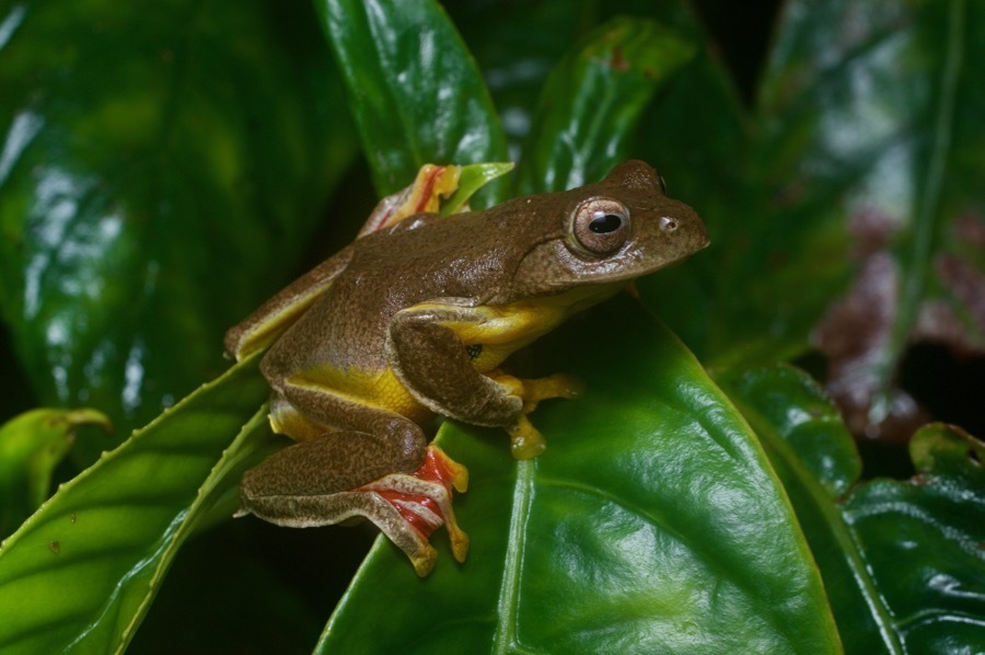 Twin-spotted Flying Frog from Hulu Selangor, Selangor, Malaysia on ...