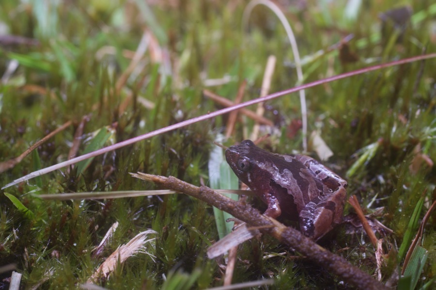 Larut Hills Rice Frog