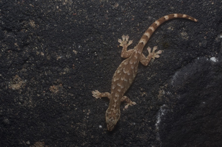 Titiwangsa Slender Gecko