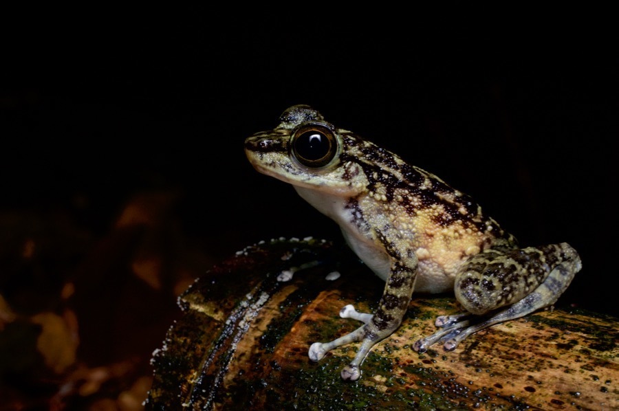 Larut Hill Cascade Frog