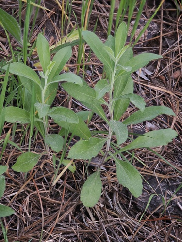 velvety goldenrod (Solidago velutina)